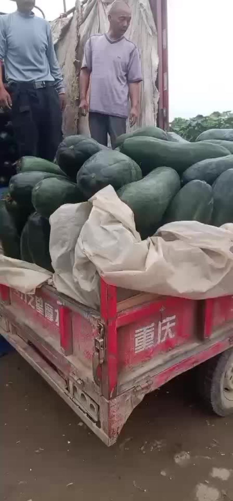 乐山市五通桥区金粟镇双旋村的黑皮冬瓜