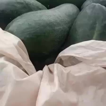 乐山市五通桥区金粟镇双旋村的黑皮冬瓜