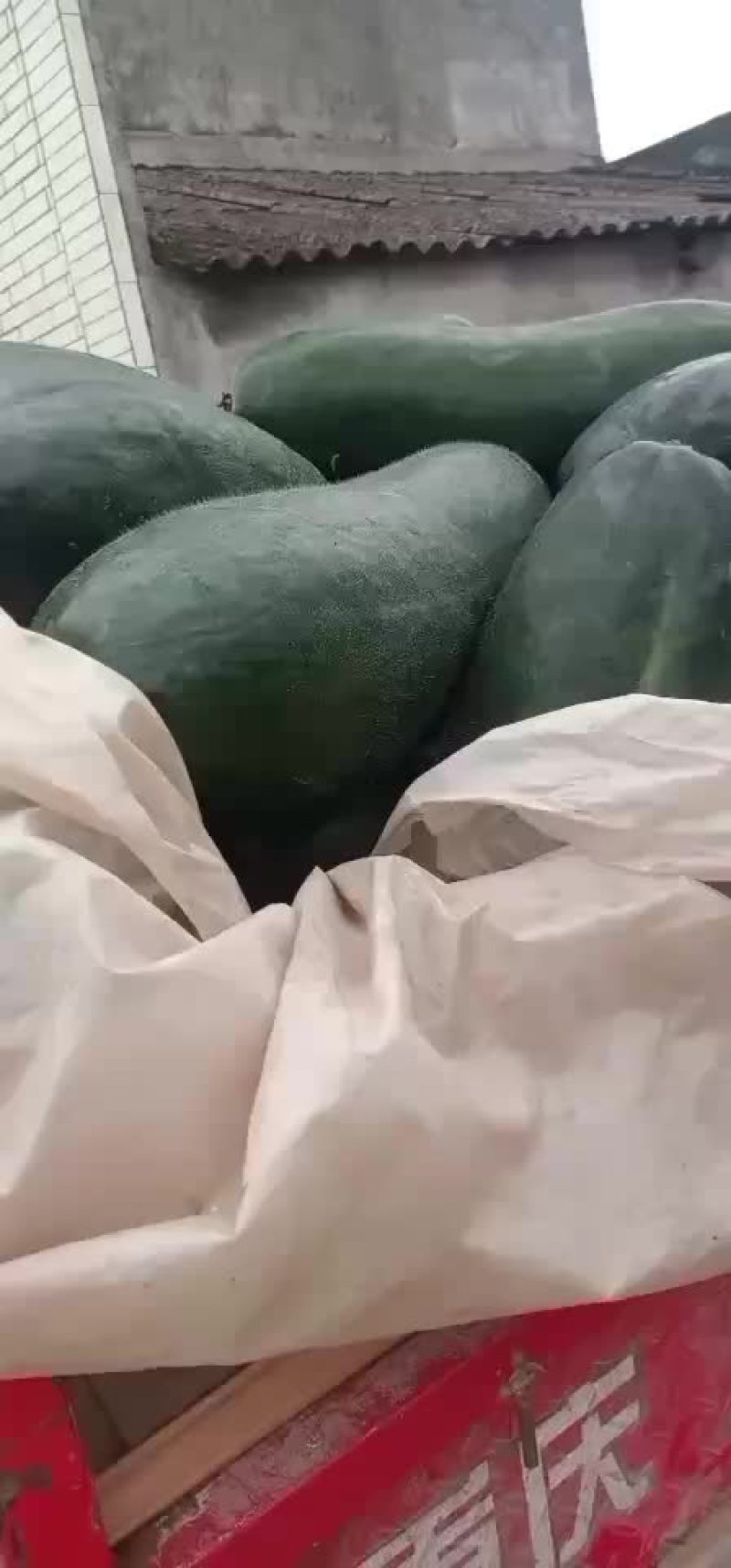 乐山市五通桥区金粟镇双旋村的黑皮冬瓜