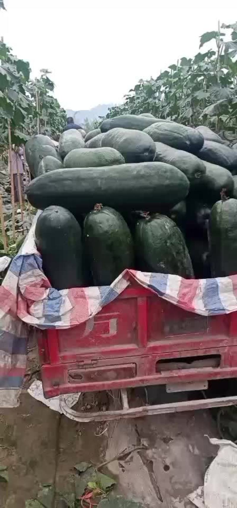 乐山市五通桥区金粟镇双旋村的黑皮冬瓜
