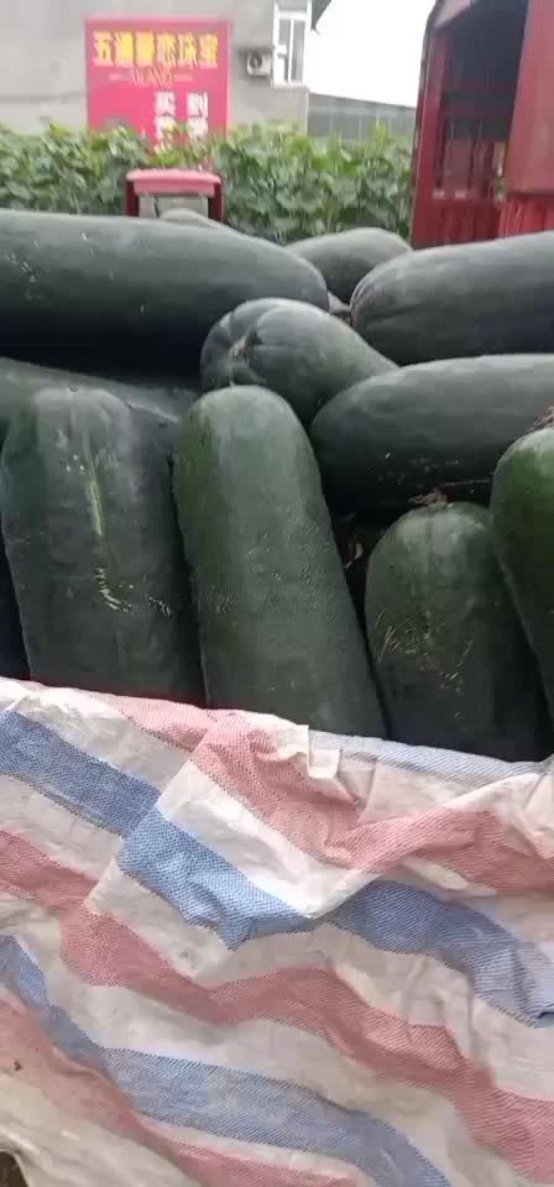 乐山市五通桥区金粟镇双旋村的黑皮冬瓜