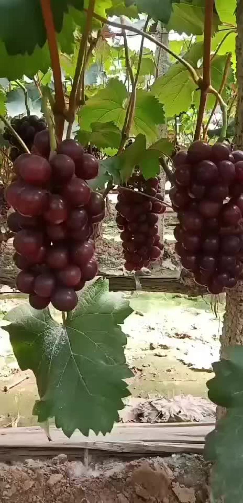 新鲜巨峰葡萄果子优价格随行