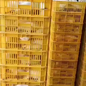 鸽天下