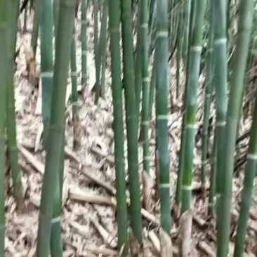 大量苦竹有售