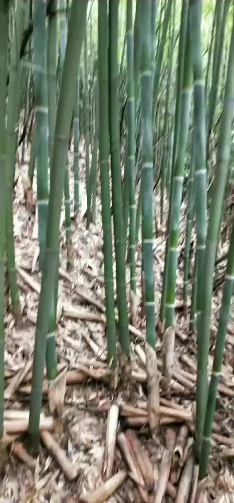 大量苦竹有售