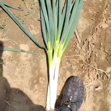 铁杆大葱