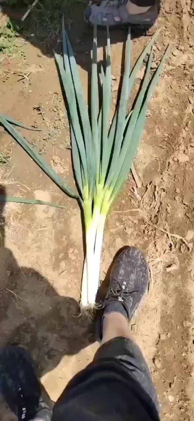 铁杆大葱