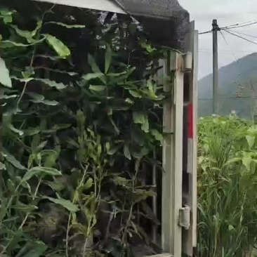 夏威夷果苗嫁接苗