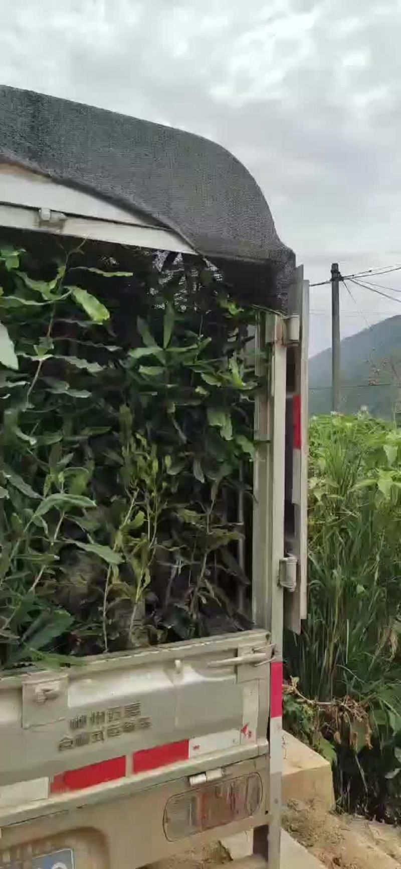 夏威夷果苗嫁接苗