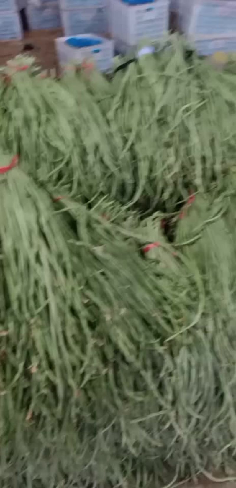 长豆角