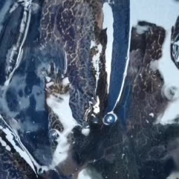 圆桶斑，老虎鳜，斑鳜，鳜鱼，桂鱼