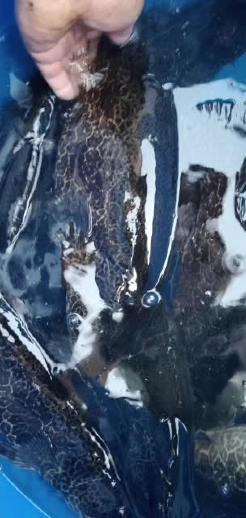 圆桶斑，老虎鳜，斑鳜，鳜鱼，桂鱼