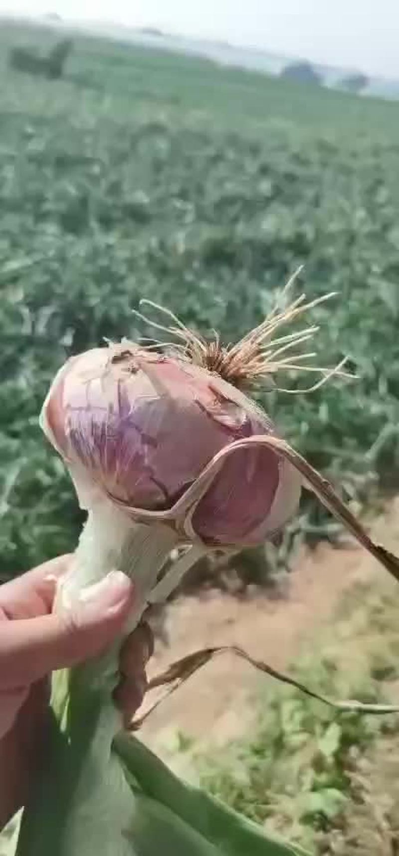 聊城二红洋葱（产地直销）六一上市代收vi代办供应全国