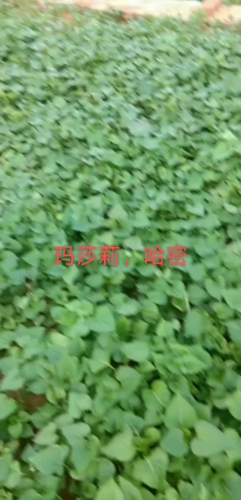 出售红薯苗