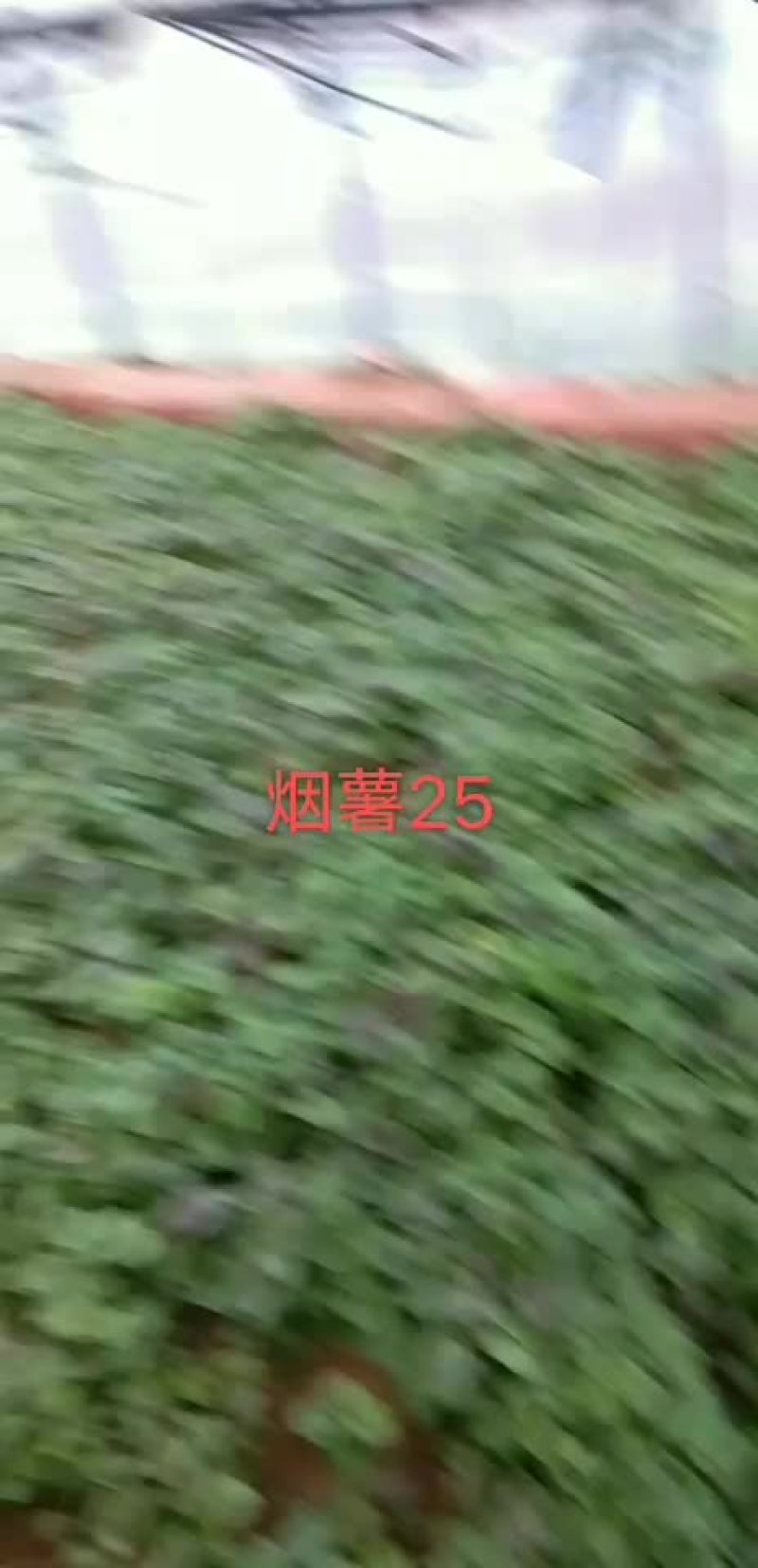 出售红薯苗
