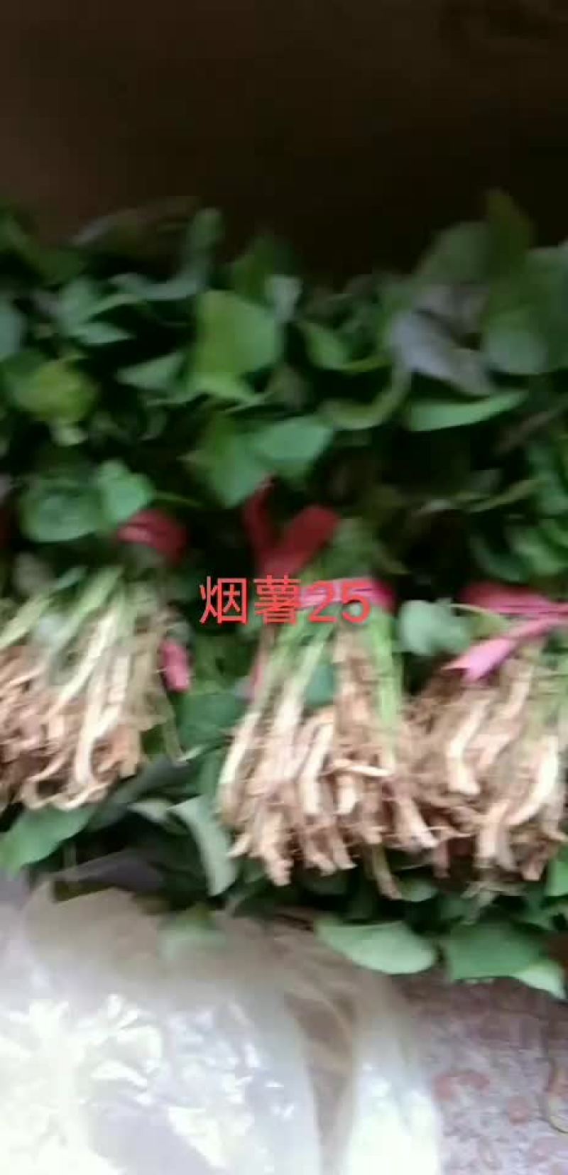出售红薯苗