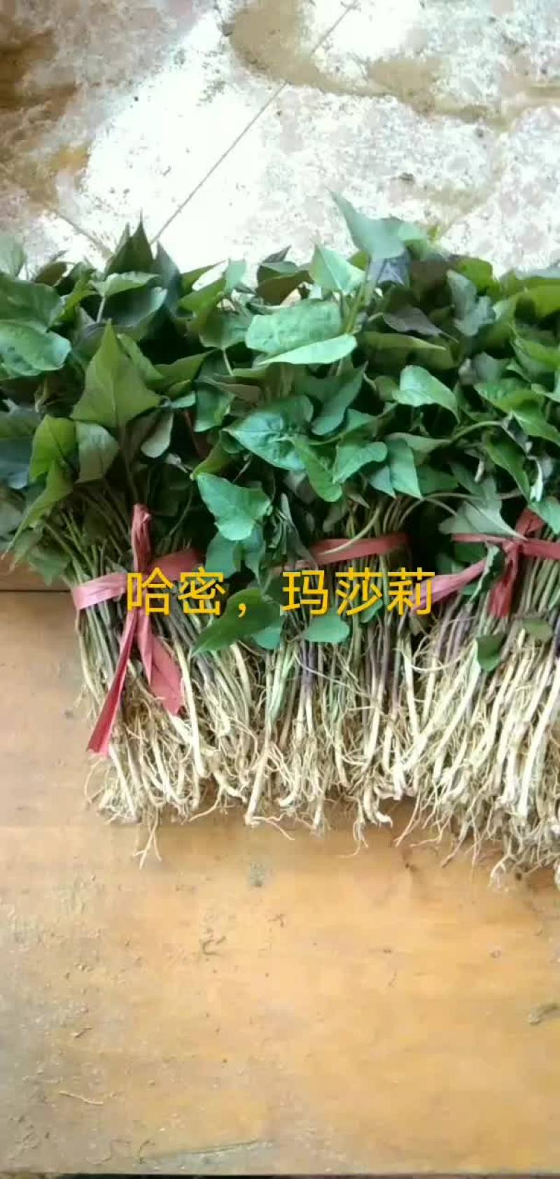 出售红薯苗