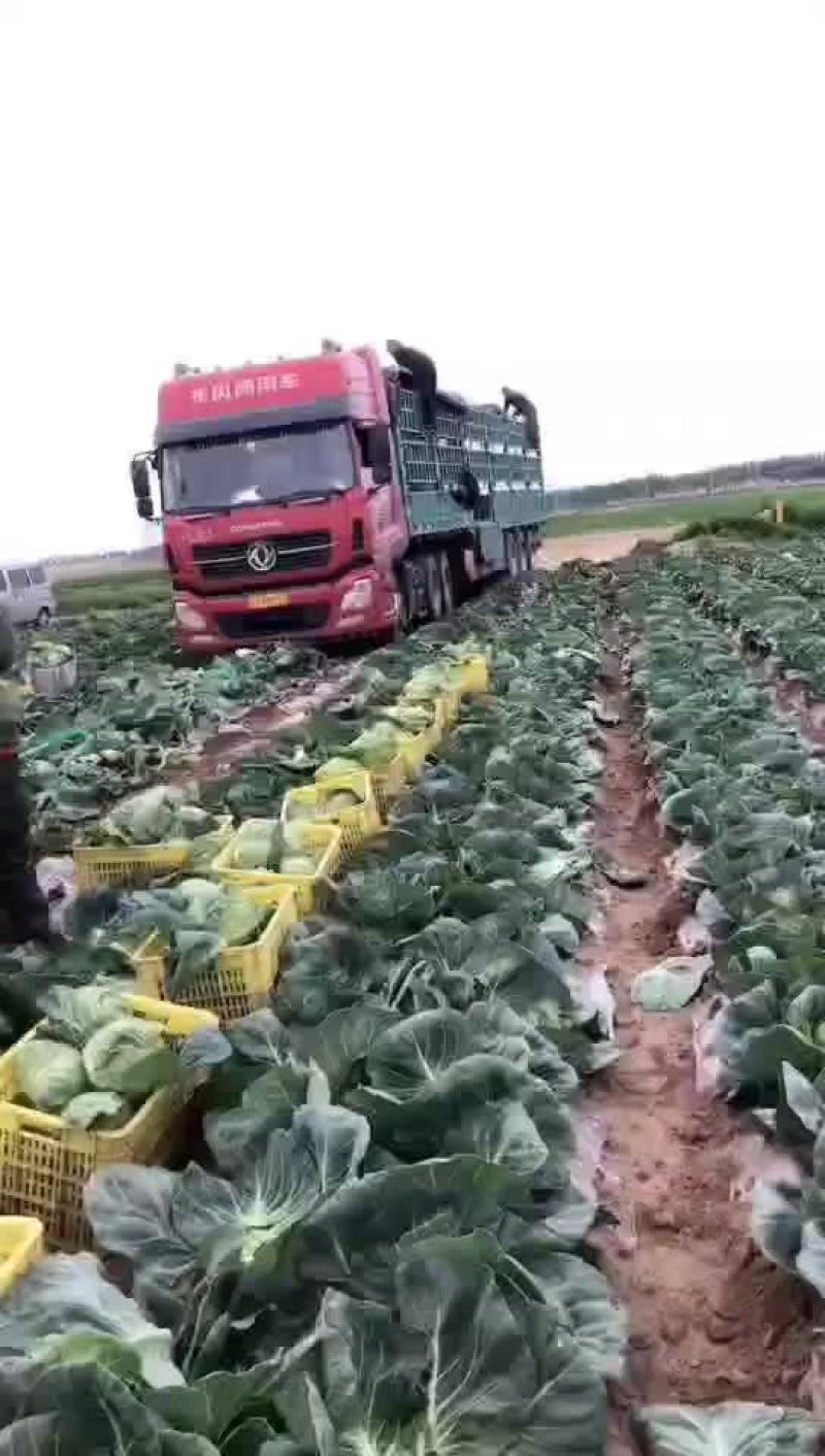 甘蓝大量上市，价格美丽