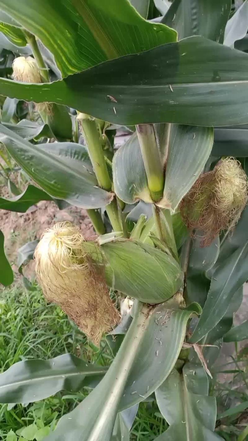 白糯玉米