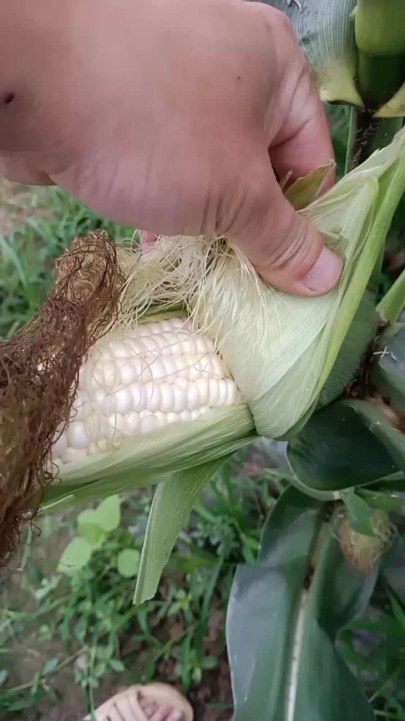 白糯玉米