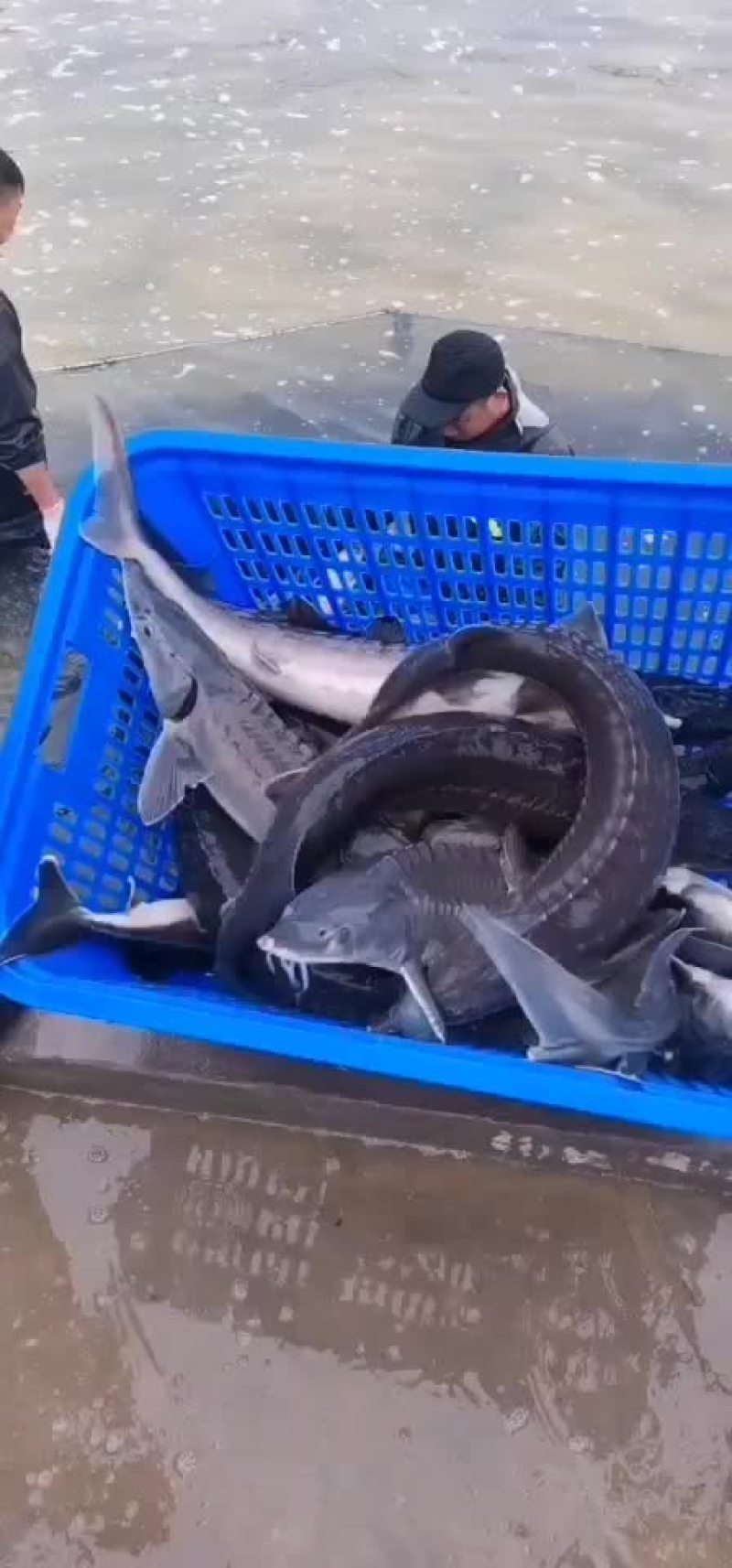 供应鲟鱼，精养池养殖，品质保证，耐长途运输