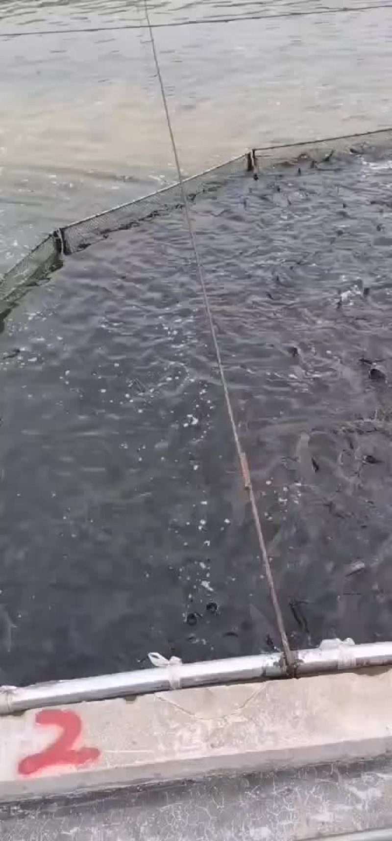 供应鲟鱼，精养池养殖，品质保证，耐长途运输