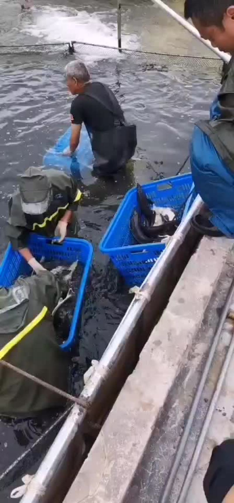 供应鲟鱼，精养池养殖，品质保证，耐长途运输