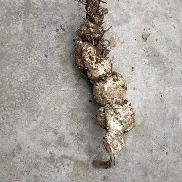 野生黄精新鲜黄精