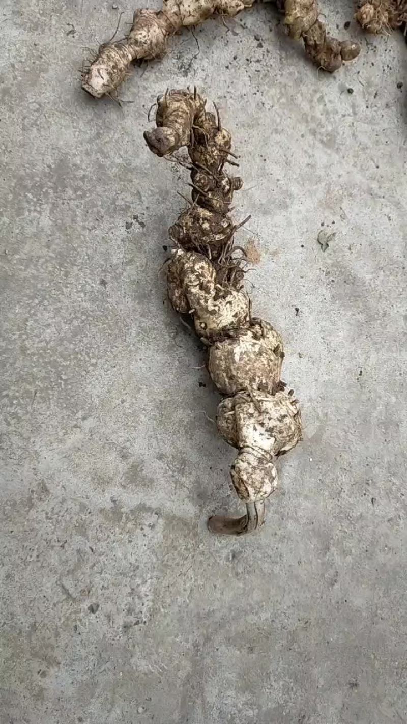 野生黄精新鲜黄精