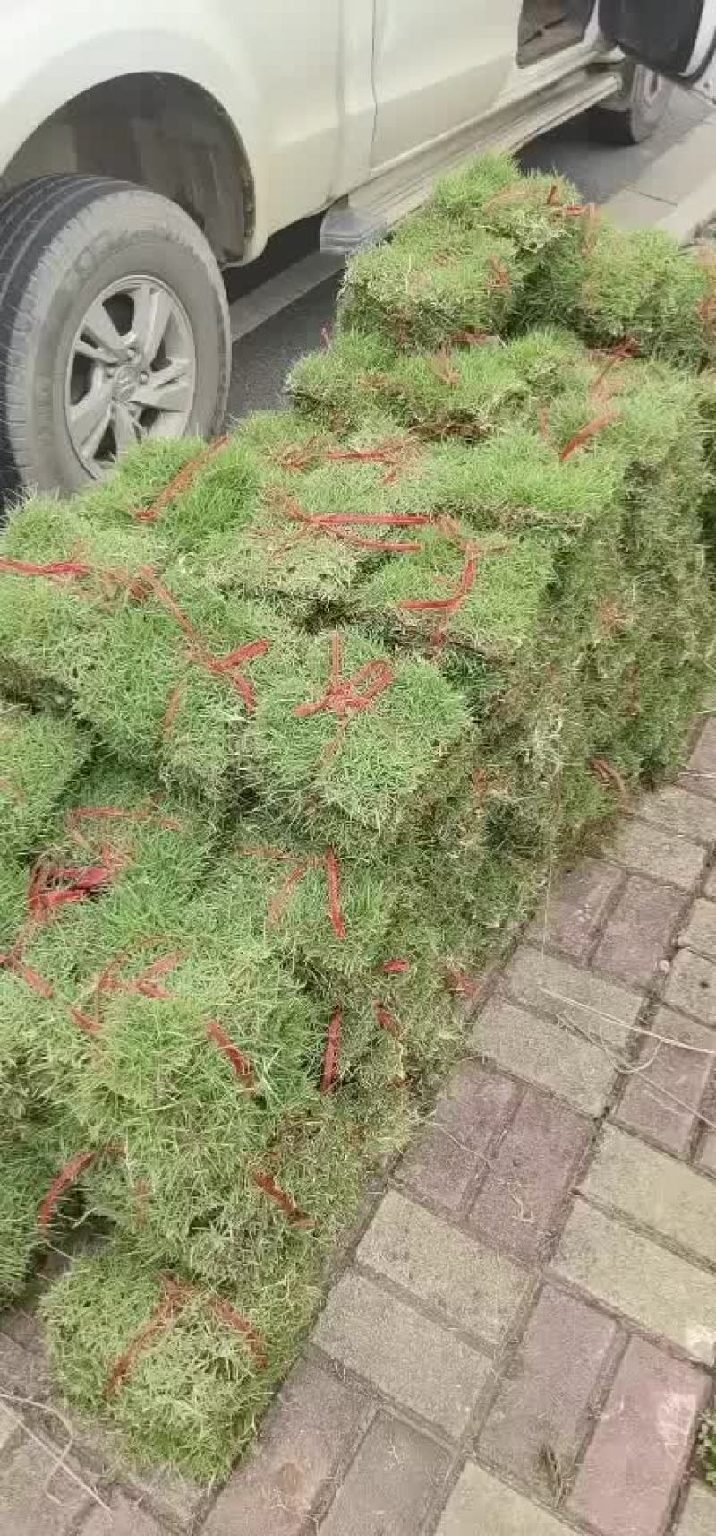 台湾草