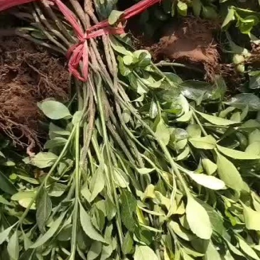 冬青