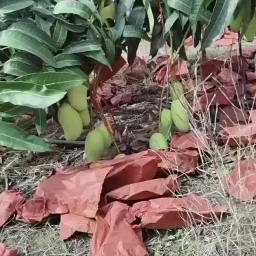 海南芒果