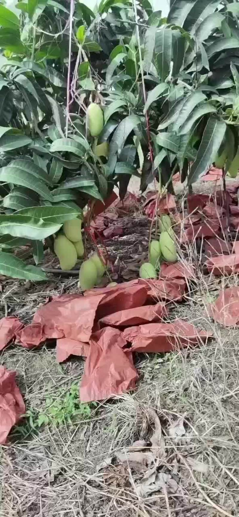 海南芒果