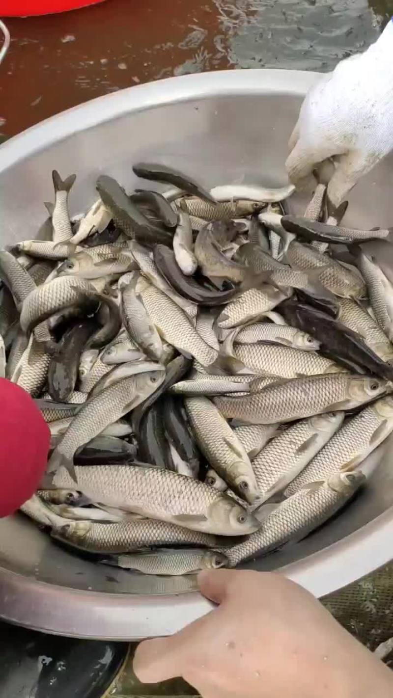 草鱼寸片
