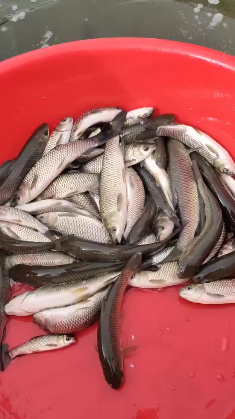 草鱼寸片