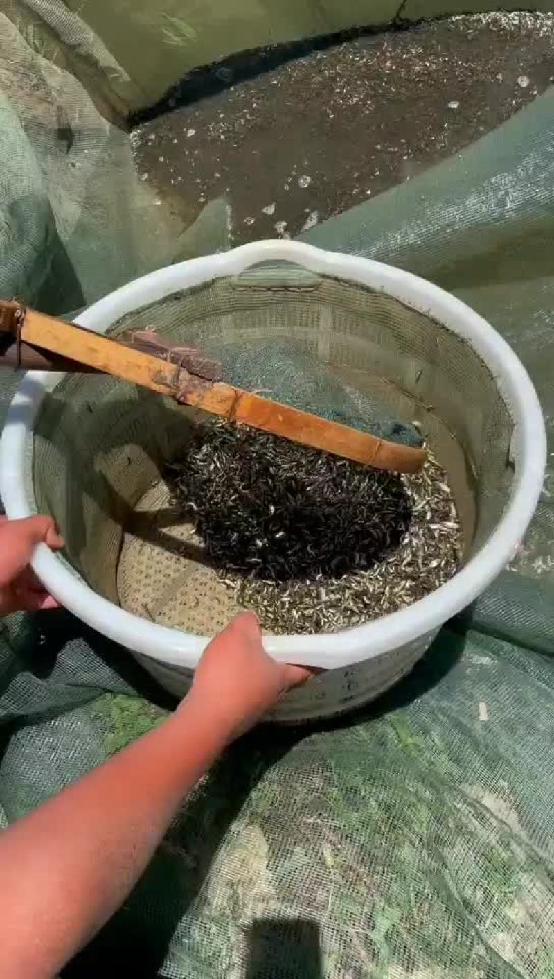 草鱼寸片