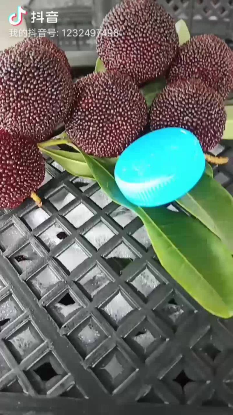 东魁王杨梅最后几天，错过要等明年