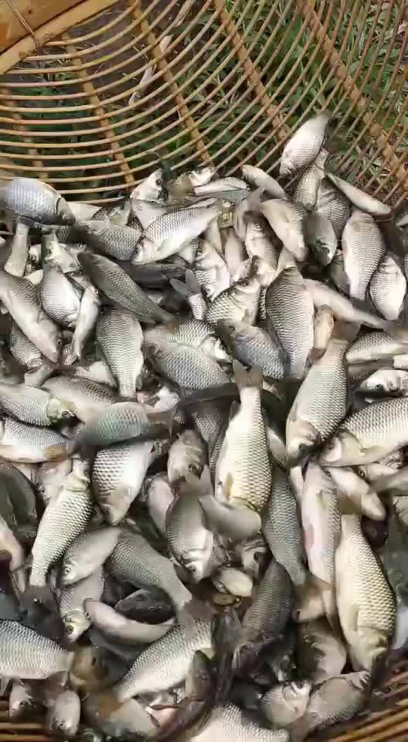 鲫鱼苗中科三号鲫鱼