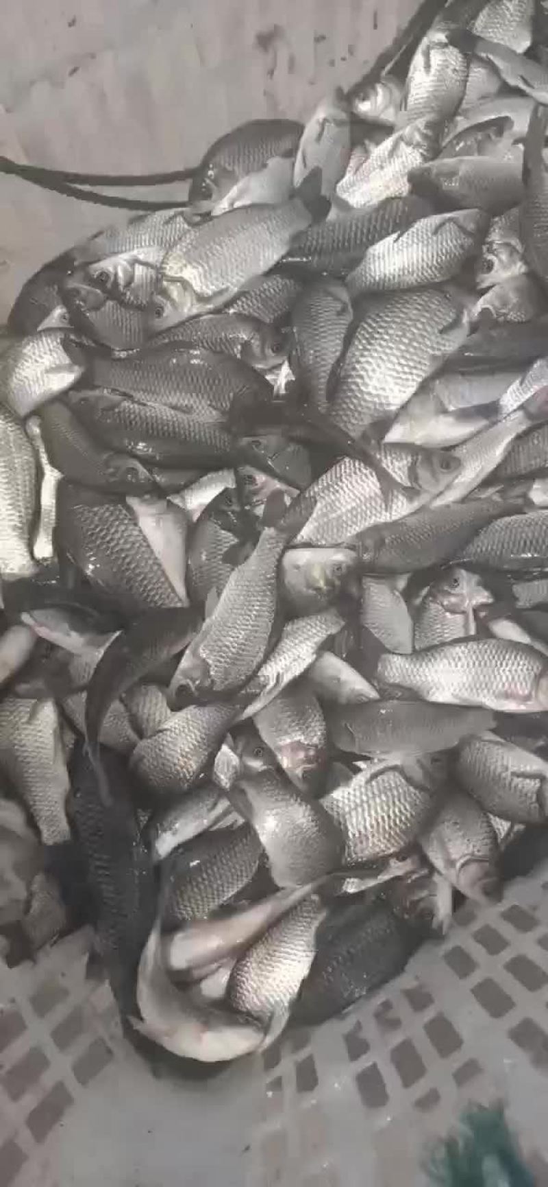鲫鱼苗中科三号鲫鱼