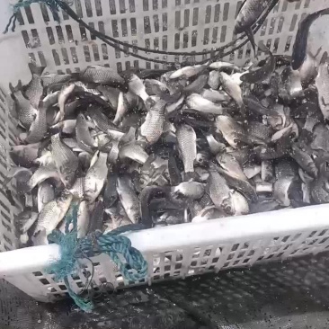 鲫鱼苗中科三号鲫鱼