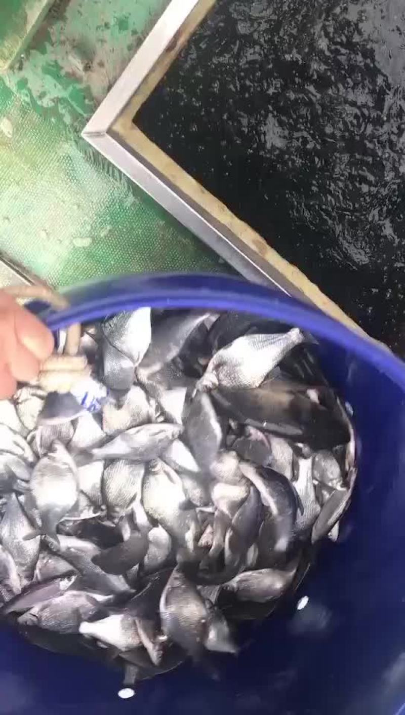 鲫鱼苗中科三号鲫鱼