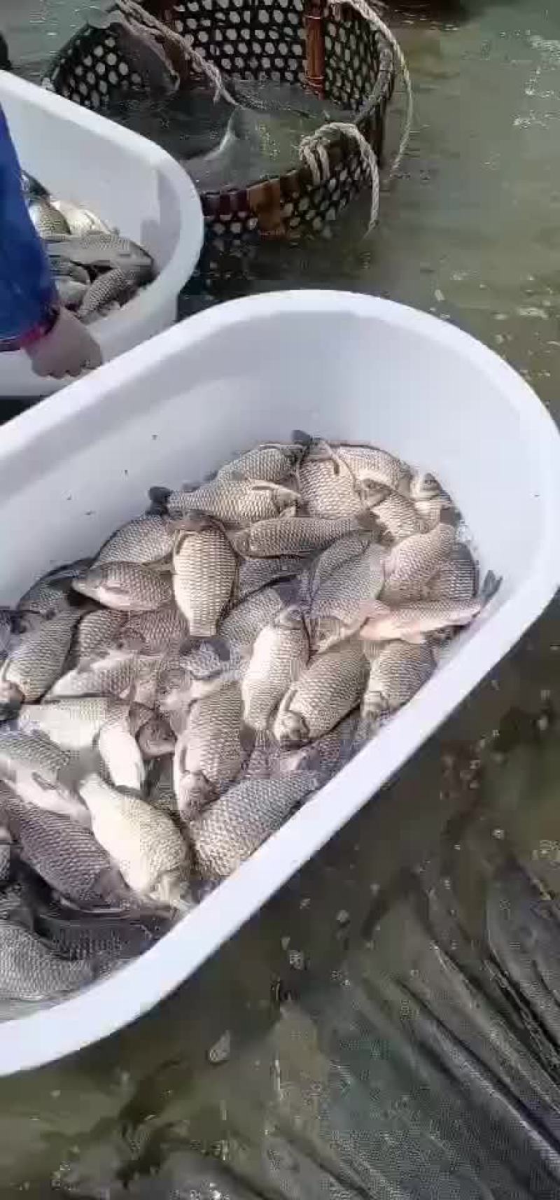 鲫鱼苗中科三号鲫鱼