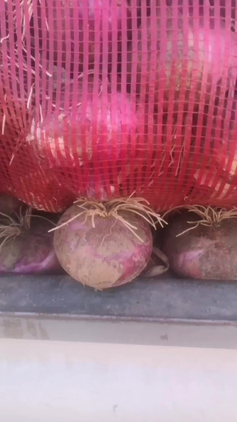 葱头
