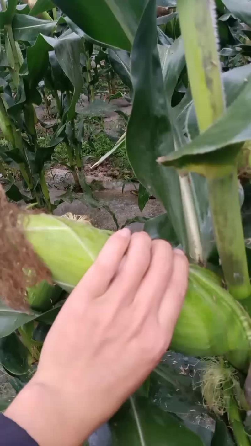白糯玉米