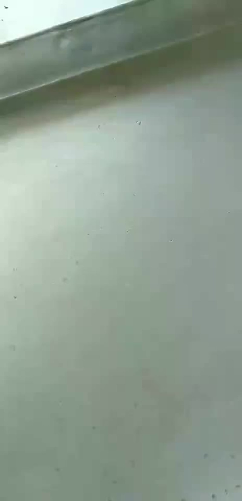 泰山女儿茶