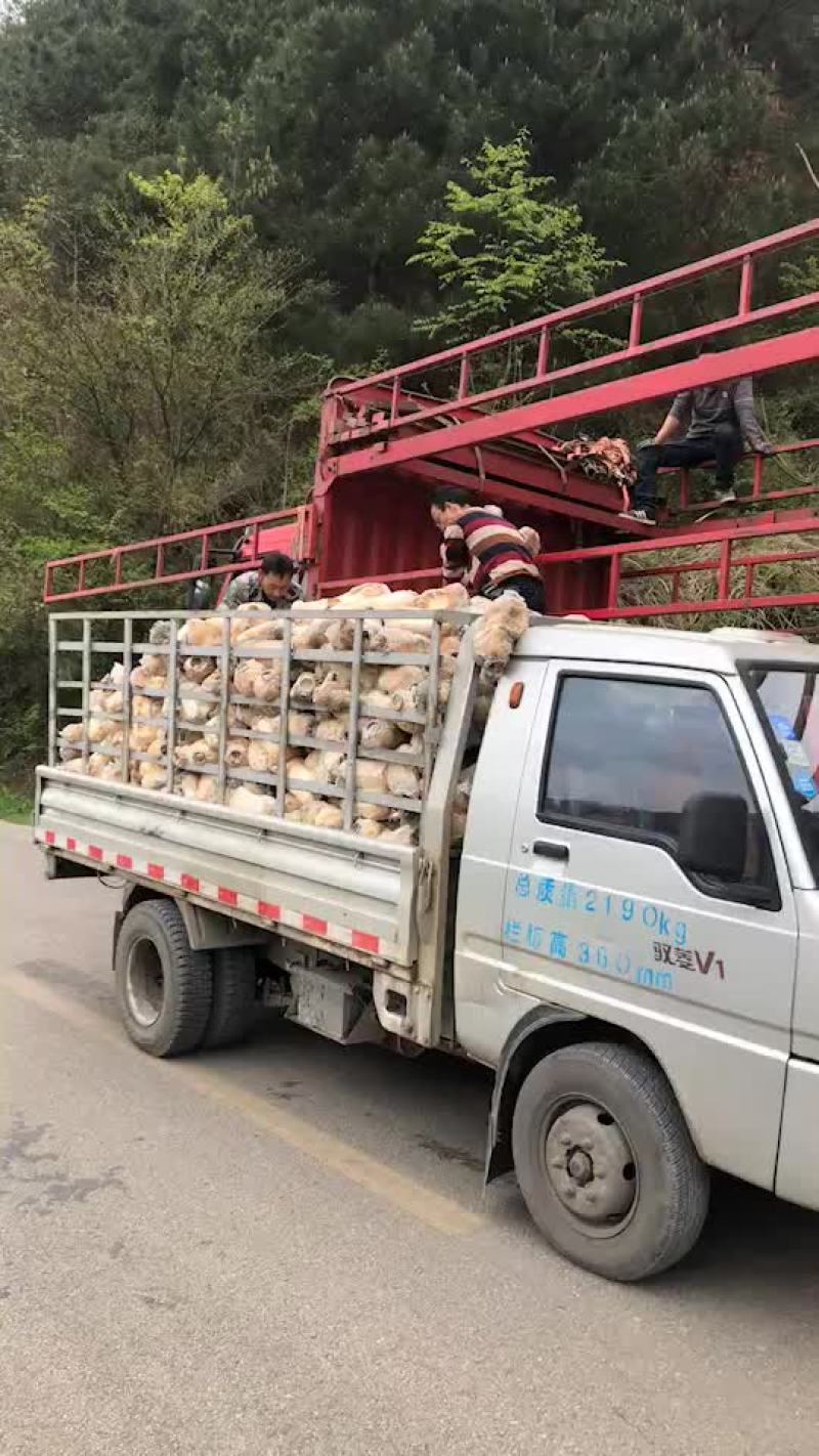 废菌棒不要钱