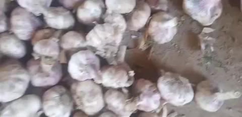 山东临清辫子大蒜上市了