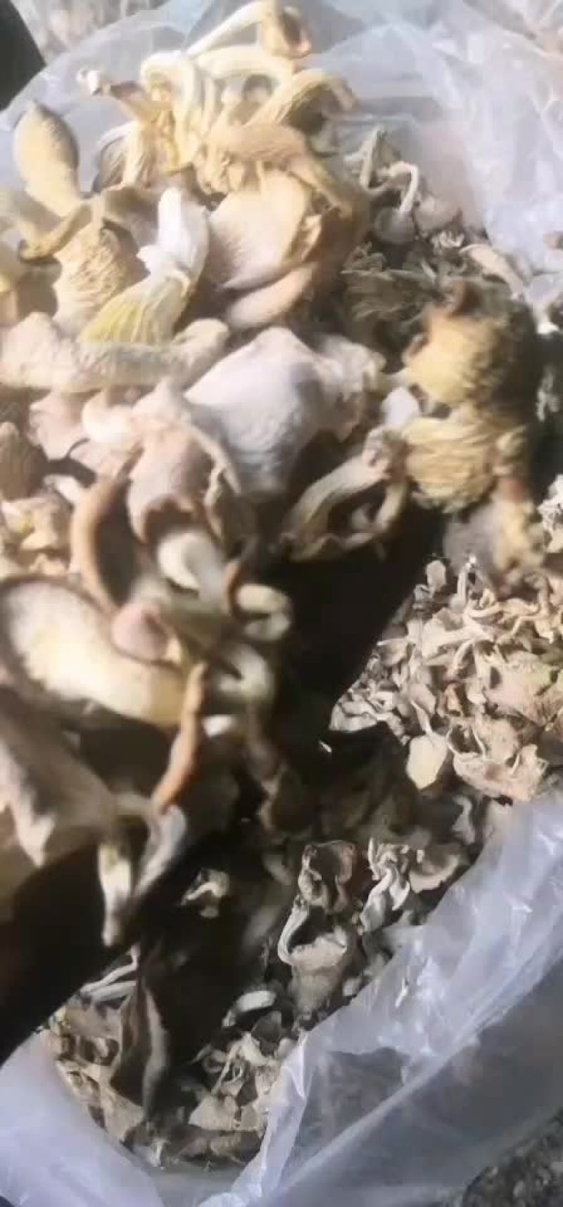 野山味干品秀珍菇