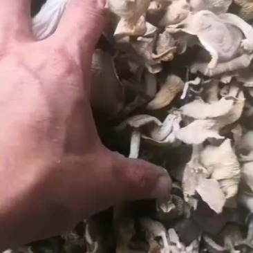 野山味干品秀珍菇