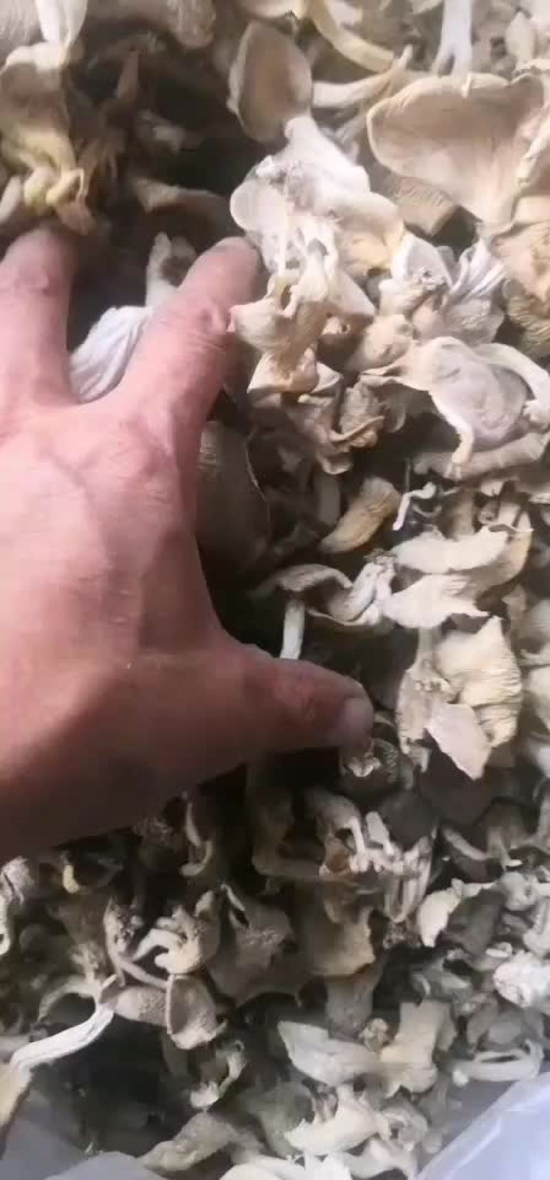 野山味干品秀珍菇